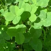 コロちゃんの画像