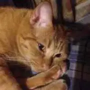 やしの画像