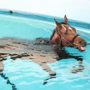 オドウ