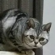 アメショーcat