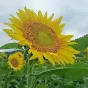 ひまわり