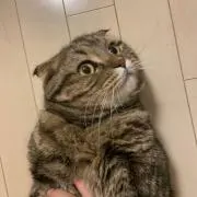 ギタの画像