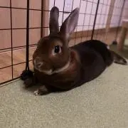 ふくまるの画像
