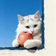 白の画像