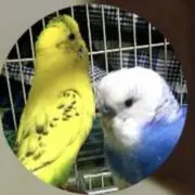 みどり