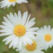 マーガレット