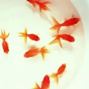 ひろ