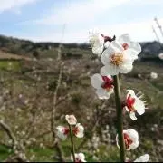 Aripの画像