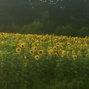 さくメロディーの画像