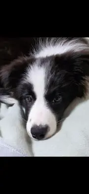 りー