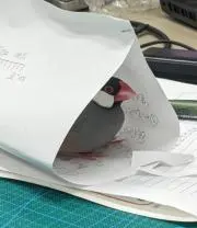 ニシヤチの画像