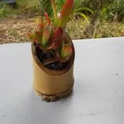 荒木英文の画像