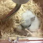 マチャリカ  ★