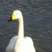 コバコ