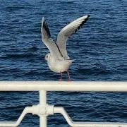 まふの画像