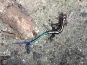 tachypleus