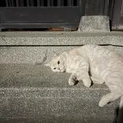 トムの画像