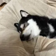 ムゲンの画像