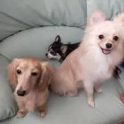 S U