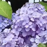 綾部まやの画像