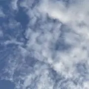 やしの画像