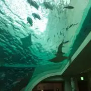 つぶさん★自己紹介見てね☆お値引き気持ちの画像