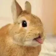 モコ※プロフ必読※の画像