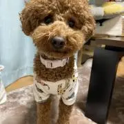 Emiの画像