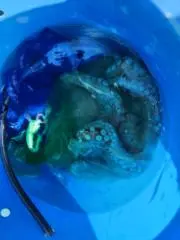 とまーとの画像