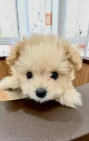 あいっちの画像