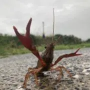 タコさん