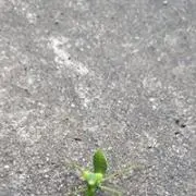 足立忠弘