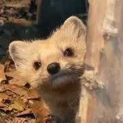 すずまる