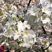 はるの画像
