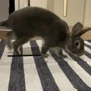走れウサギの画像