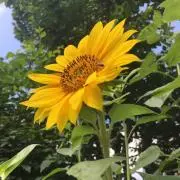 くまの(購入前にプロフ一読お願いします)の画像