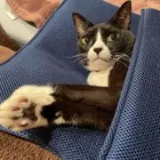 くろべいの画像