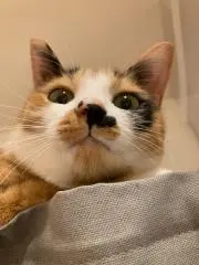 ryuの画像