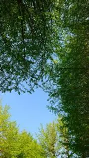 福助の画像