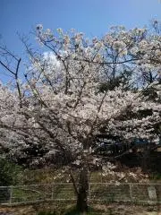 soの画像
