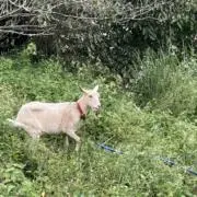 REKOの画像