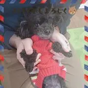 はるぱか*とろ火佐久間担の画像
