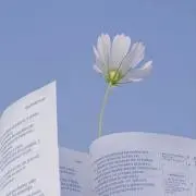 ぽぽの画像