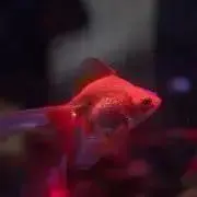 あんにんの画像