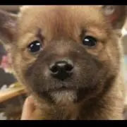 ちょこ