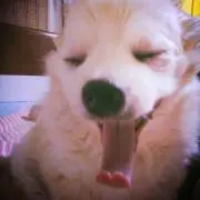 みんみん