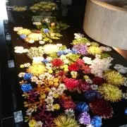 くらりすの画像