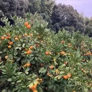 熊本蜜柑ちゃん⭐︎の画像