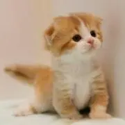 みなの画像