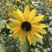 てつやんsa☆プロフ必読☆の画像